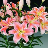 Lily Oriental Salmon Star