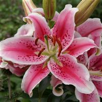 Lily Oriental Star Gazer