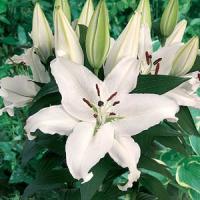 Lily Oriental Free Choice