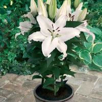 Lily Oriental Free Choice