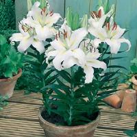 Lily Oriental Luzia