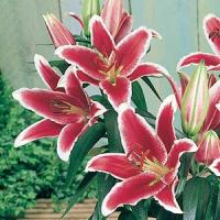 Lily Oriental Maru