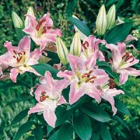 Lily Oriental Rosy Dimple