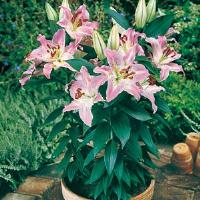 Lily Oriental Rosy Dimple