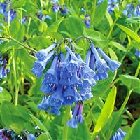 Mertensia virginica 