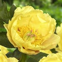 Paeonia intersectional Garden Treasure