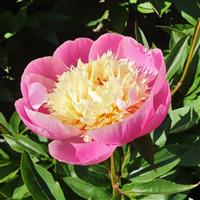 Paeonia lactiflora Bowl Of Beauty
