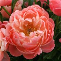 Paeonia lactiflora Coral Sunset