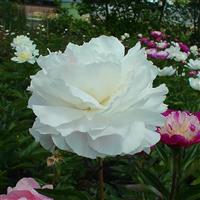 Paeonia lactiflora Kelway's Glorious