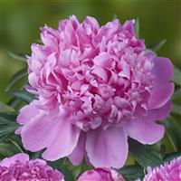 Paeonia lactiflora Monsieur Jules Elie