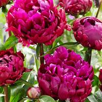 Paeonia lactiflora Peter Brand
