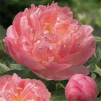 Paeonia lactiflora Pink Hawaiian Coral