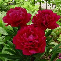 Paeonia lactiflora Red Magic