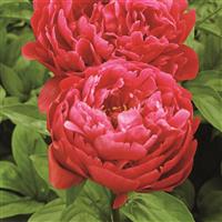 Paeonia lactiflora Red Sarah Bernhardt