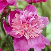 Paeonia lactiflora Sebastian Maas
