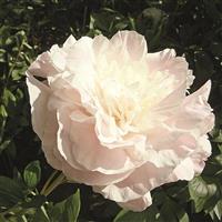 Paeonia lactiflora Shirley Temple