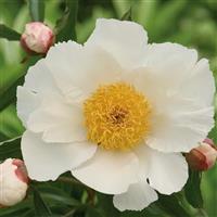 Paeonia lactiflora White Wings