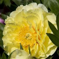 Paeonia Yellow Crown