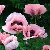 Papaver orientale Little Dancing Girl