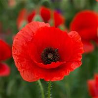 Papaver orientale Orange Glow