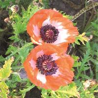 Papaver orientale Picotee