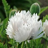 Papaver orientale White Ruffles