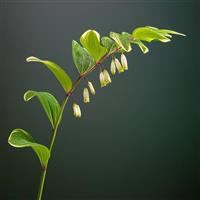 Polygonatum falcatum Variegatum
