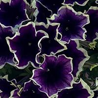 Veranda Starry Night Petunia
