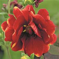 Potentilla Arc En Ciel