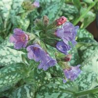 Pulmonaria saccharata Mrs Moon