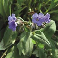 Pulmonaria Blue Ensign