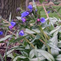 Pulmonaria Samourai
