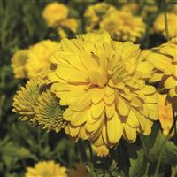 Rudbeckia laciniata Goldquelle