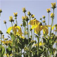 Rudbeckia nitida Herbstonne