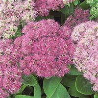 Sedum spectabile Brilliant