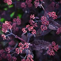 Sedum telephinium Bon Bon