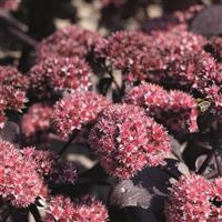 Sedum Jose Aubergine