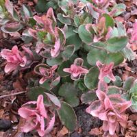 Sedum Pinky