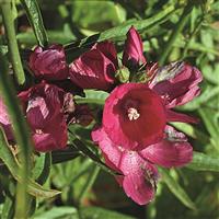 Sidalcea oregana Brilliant