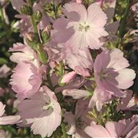 Sidalcea Elsie Heugh