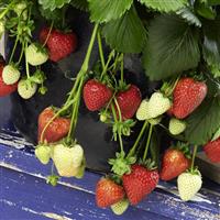 Berri Basket™ Ruby Ann Strawberry