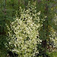 Thalictrum delavay Album