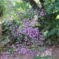 Thalictrum Splendide