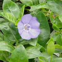 Vinca minor Bowles