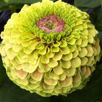 Queen Lime Blotch Zinnia