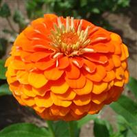 Queen Pure Orange Zinnia