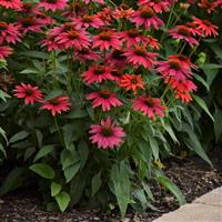Echinacea Sombrero<sup>®</sup> Tres Amigos