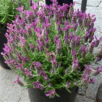 Lavandula stoechas Anouk Deep Rose
