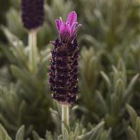 Lavandula stoechas Anouk Purple Flare