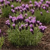 Lavandula stoechas Royal Anouk